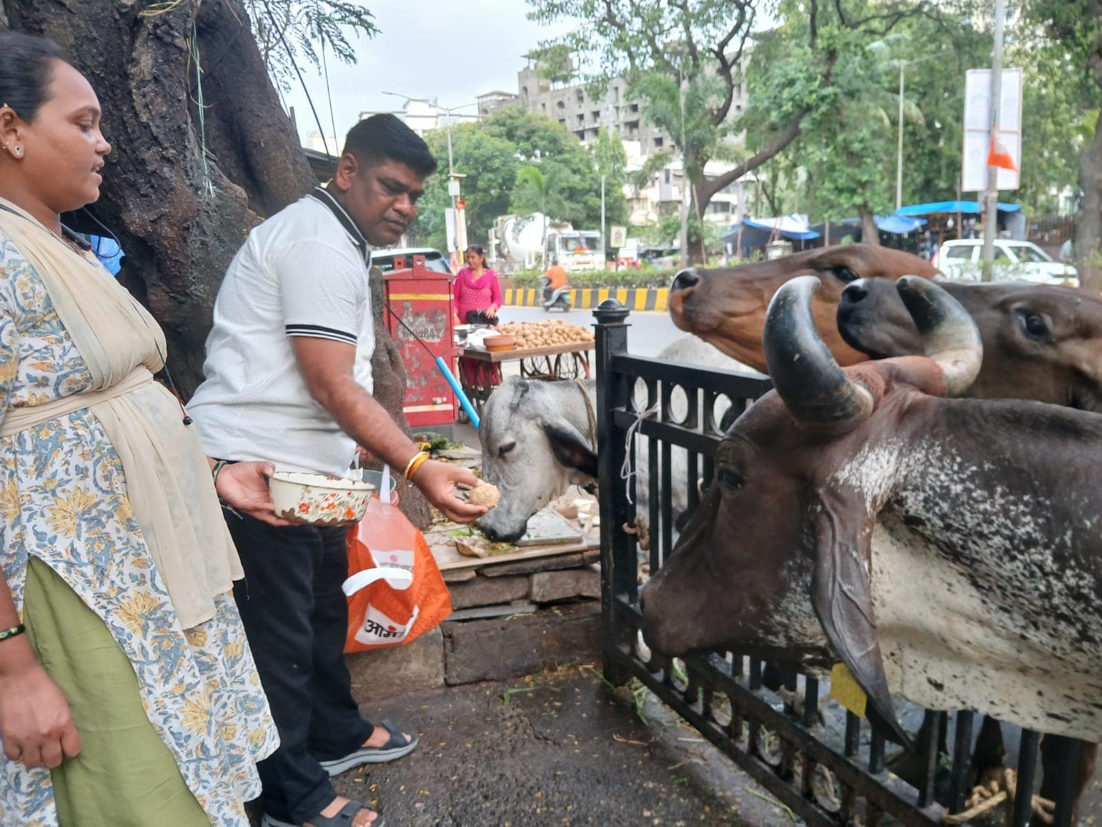 Volunteers feed cattle at a roadside enclosure.