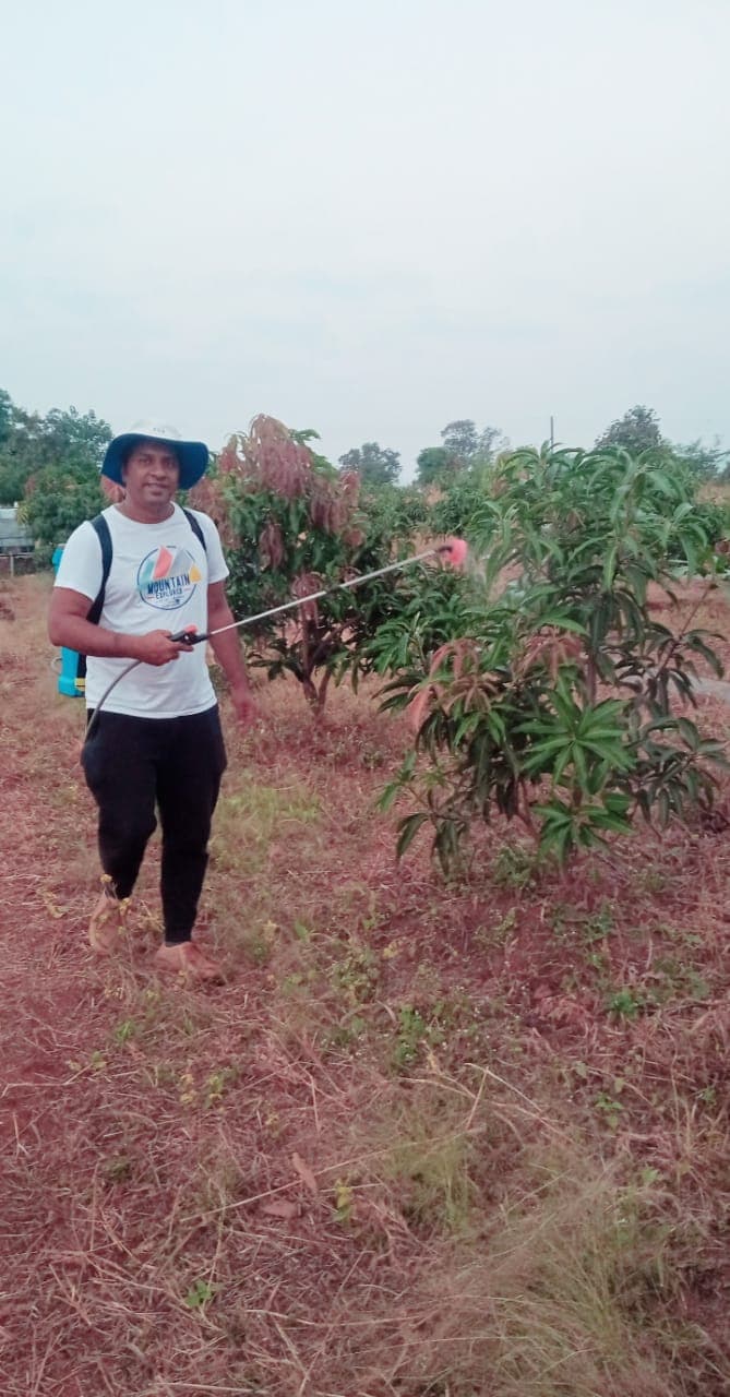A volunteer sprays a young mango tree in a dry orchard.